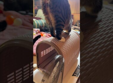 シャムの子ネコ雫ちゃん。床に寝そべり、可愛くネコジャラシ。和んだ場を壊すキジシロのルル、黒猫くー