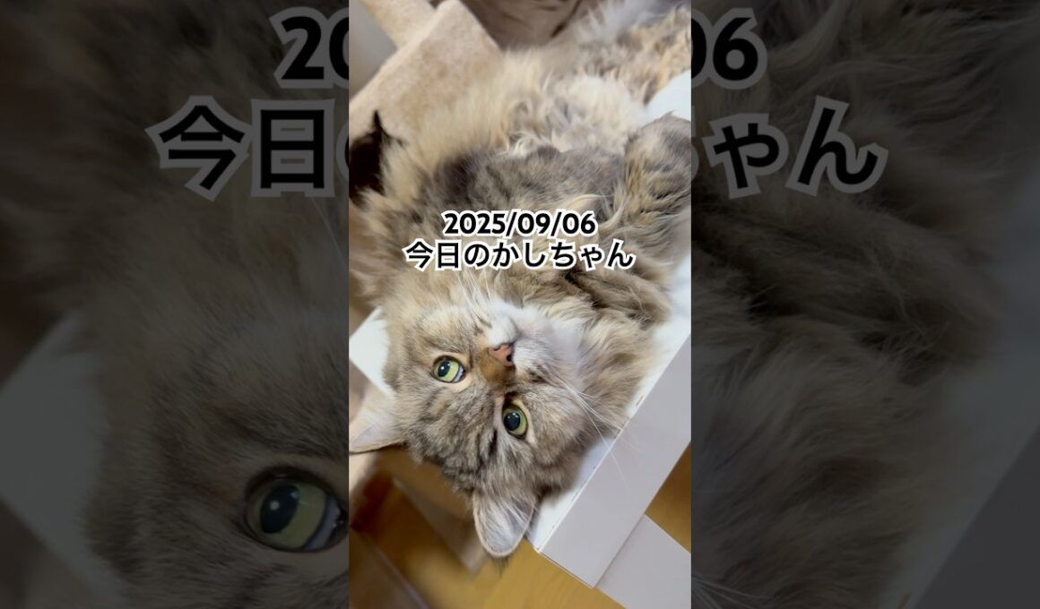 2025/09/06今日のかしちゃん #猫 #ペルシャ #カシス #cat #猫のいる暮らし