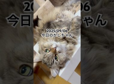 2025/09/06今日のかしちゃん #猫 #ペルシャ #カシス #cat #猫のいる暮らし