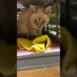 シャムの子ネコ雫ちゃん。テーブルの下に隠れて、黒猫くーに。その後、コンテナに入ったらw