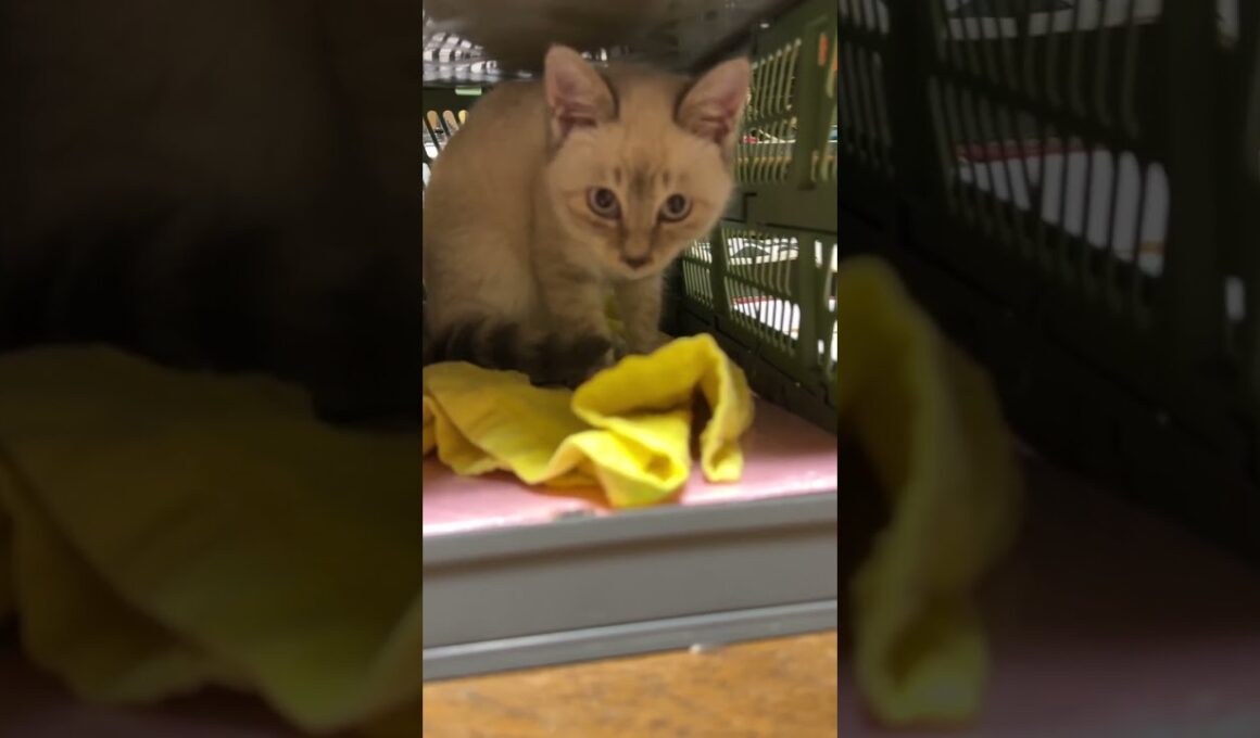 シャムの子ネコ雫ちゃん。テーブルの下に隠れて、黒猫くーに。その後、コンテナに入ったらw