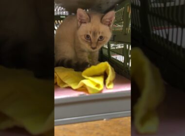 シャムの子ネコ雫ちゃん。テーブルの下に隠れて、黒猫くーに。その後、コンテナに入ったらw