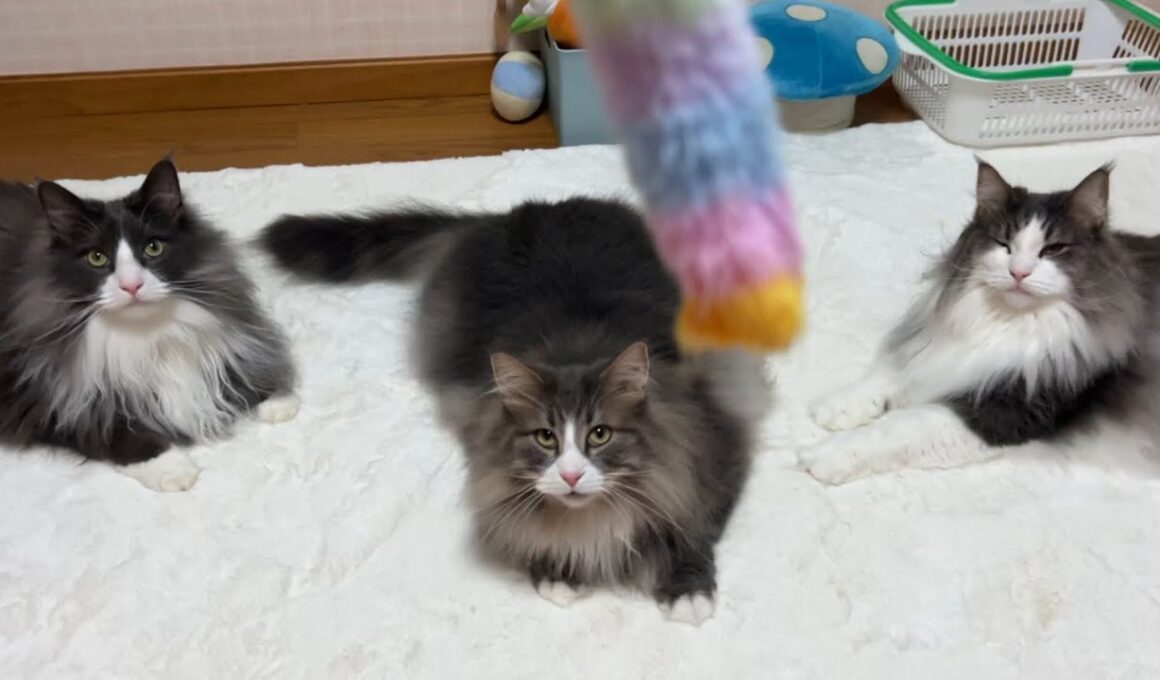 【元気♪】猫じゃらしを追いかけるもふ猫たちがかわいすぎる！！！ノルウェージャンフォレストキャットとターキッシュアンゴラ