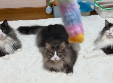 【元気♪】猫じゃらしを追いかけるもふ猫たちがかわいすぎる！！！ノルウェージャンフォレストキャットとターキッシュアンゴラ