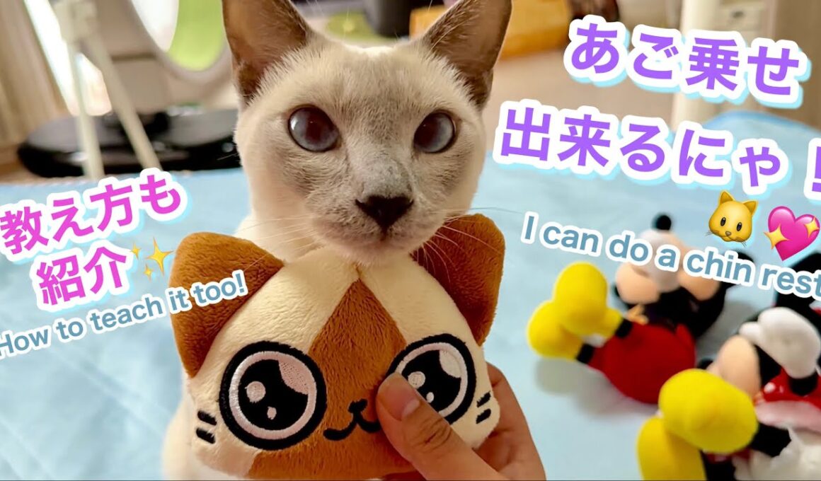 【トンキニーズ】猫の珍しい特技💖あご乗せ（ぬいぐるみでもOK！）教え方紹介✨ Tonkinese Cat’s Rare Skill 💖 Chin Rest How to Teach✨