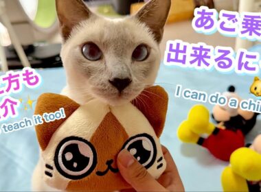 【トンキニーズ】猫の珍しい特技💖あご乗せ（ぬいぐるみでもOK！）教え方紹介✨ Tonkinese Cat’s Rare Skill 💖 Chin Rest How to Teach✨