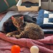 寄り添って、日向ぼっこする子ネコ３匹。シャムの雫、黒猫の黒夢、キジシロの来夢。雫、去ったら、黒夢が来夢に、ちょっかい