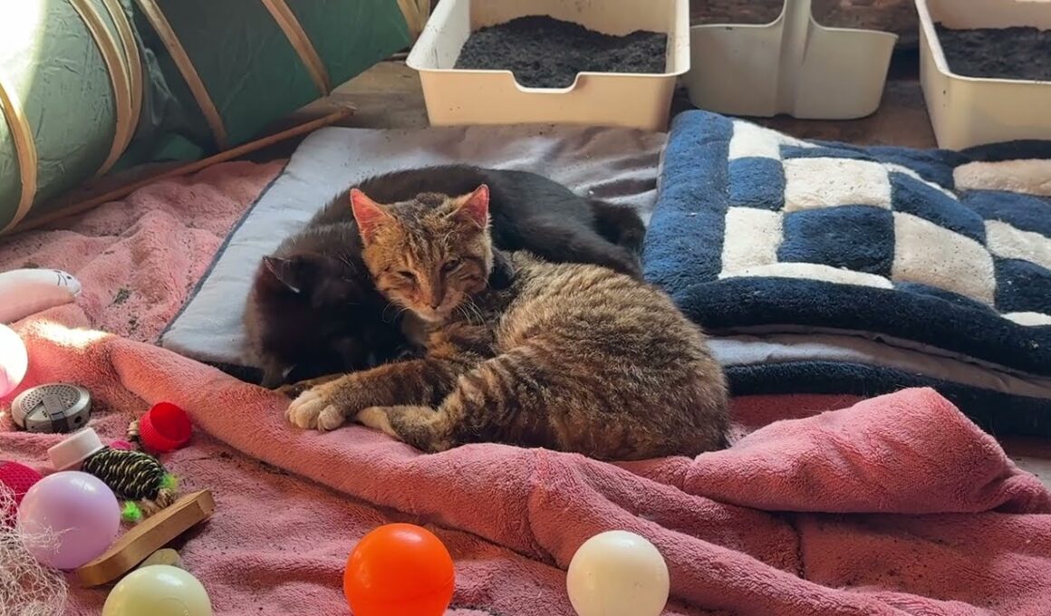 寄り添って、日向ぼっこする子ネコ３匹。シャムの雫、黒猫の黒夢、キジシロの来夢。雫、去ったら、黒夢が来夢に、ちょっかい