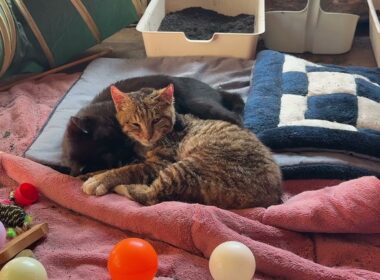 寄り添って、日向ぼっこする子ネコ３匹。シャムの雫、黒猫の黒夢、キジシロの来夢。雫、去ったら、黒夢が来夢に、ちょっかい