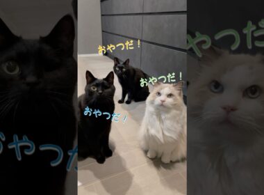 おやつガン見選手権！優勝猫は... #ラグドール #黒猫 #猫 #cat #猫のいる暮らし #にゃんにゃんにゃん3兄弟
