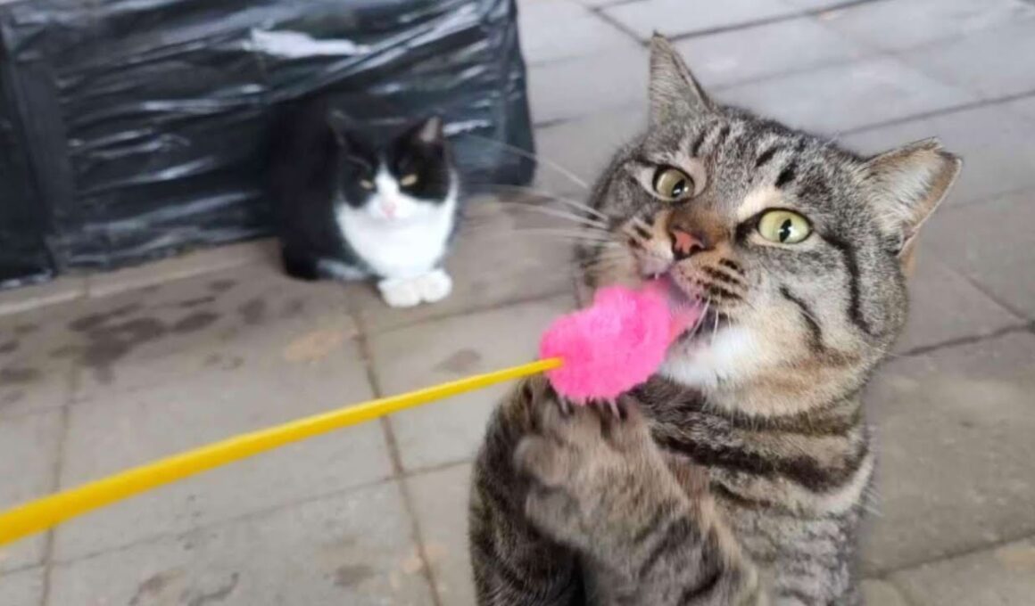 【雨宿り猫】東屋で猫じゃらしに夢中！じゃれる姿が可愛すぎる【野良猫 地域猫】 Playing with a Cat Toy Under the Gazebo – Too Cute to Handle!