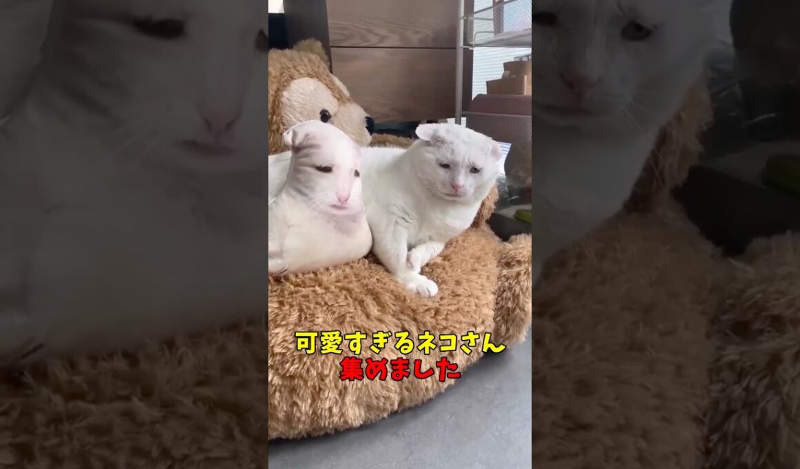 絶対現実逃避したくなる猫映像#猫　#猫のいる暮らし　#猫動画　#ねこ　#可愛い　#かわいい　#2ch　#癒し　#ペット　#動物　#2ch 　#shorts
