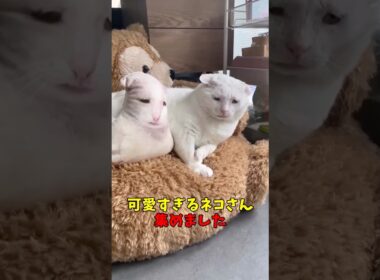 絶対現実逃避したくなる猫映像#猫　#猫のいる暮らし　#猫動画　#ねこ　#可愛い　#かわいい　#2ch　#癒し　#ペット　#動物　#2ch 　#shorts