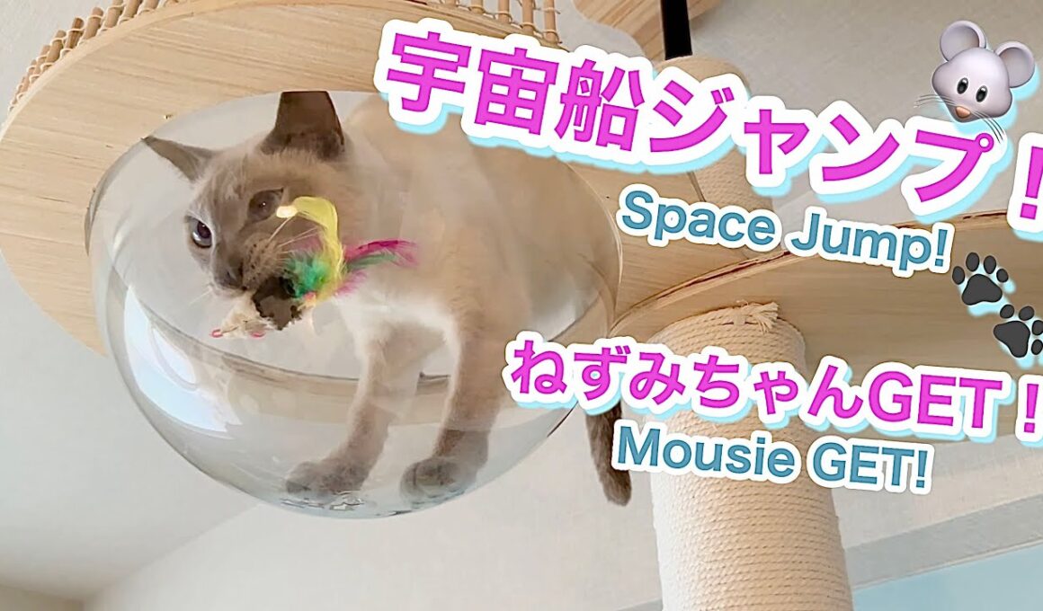 【トンキニーズ 猫】宇宙船ジャンプ＆ねずみちゃん追っかけチャレンジャー🐭🐾Space Jump & Mousie-Chasing Challenger🐭🐾