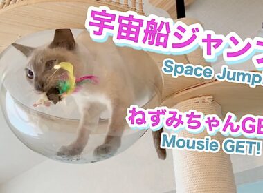 【トンキニーズ 猫】宇宙船ジャンプ＆ねずみちゃん追っかけチャレンジャー🐭🐾Space Jump & Mousie-Chasing Challenger🐭🐾