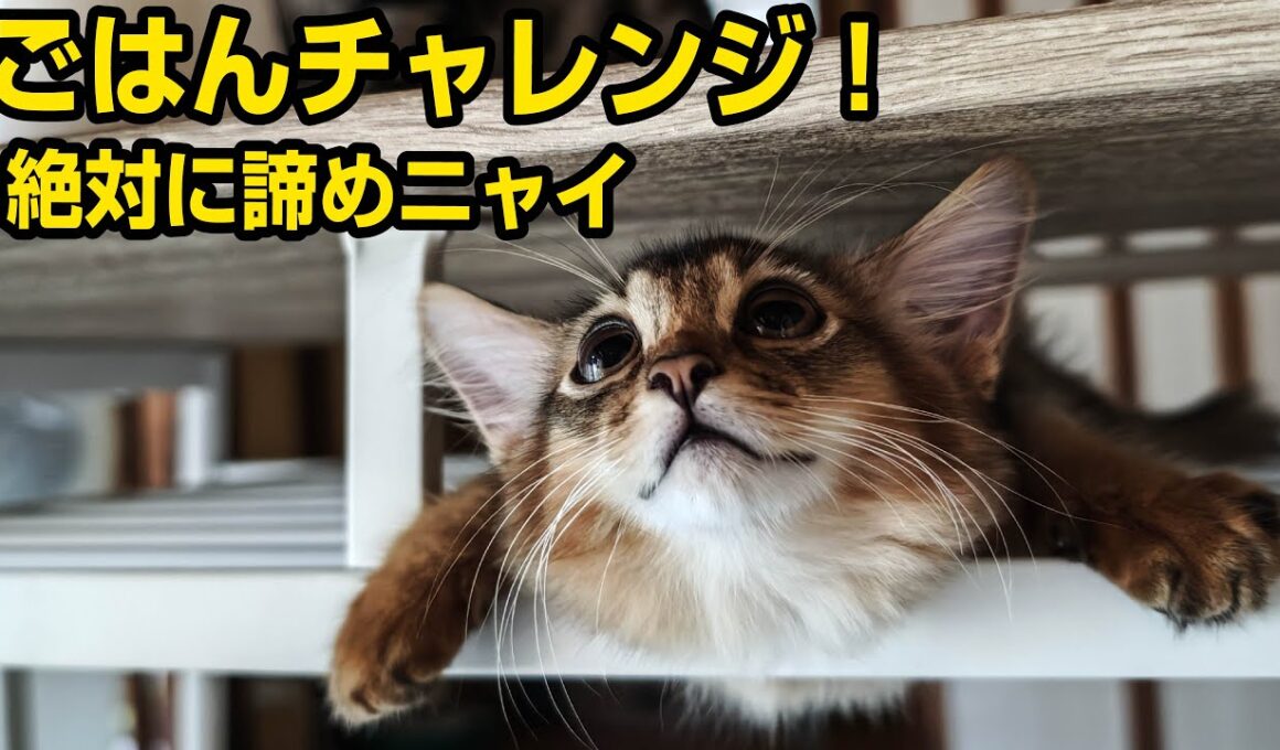 トイレまでついて行くほどお兄ちゃんが大好きな子猫がついに初グルーミングまで披露！