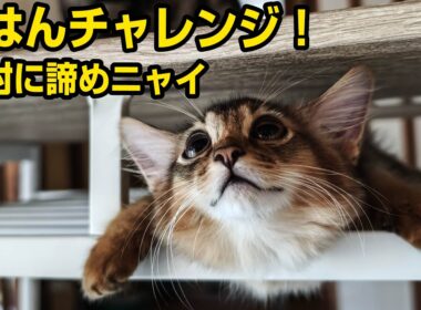トイレまでついて行くほどお兄ちゃんが大好きな子猫がついに初グルーミングまで披露！