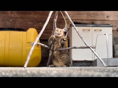 【超過酷】猫庭トレーニング【鍛錬】