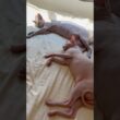 幸せそうにお昼寝する毛のない猫たち【スフィンクス】