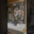 メインクーンの沼3選