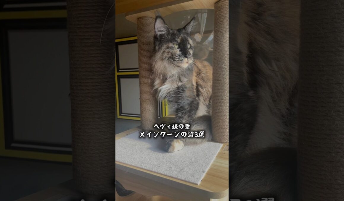 メインクーンの沼3選