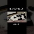 かわいいへそ天猫