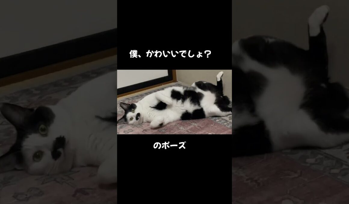 かわいいへそ天猫