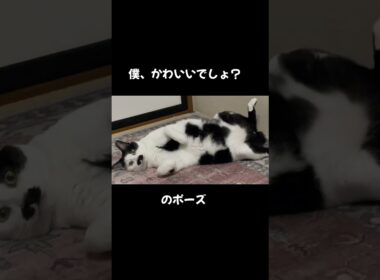 かわいいへそ天猫