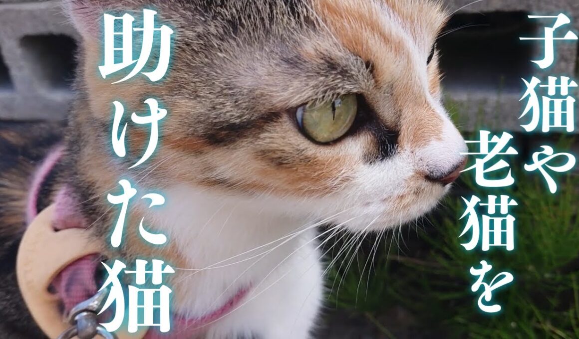 子猫や老猫を食べようとする奴が、ついに人間にまで手を出して来た！？