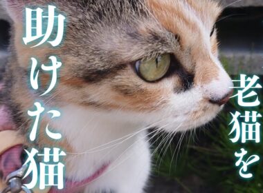 子猫や老猫を食べようとする奴が、ついに人間にまで手を出して来た！？
