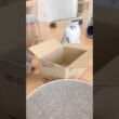 箱を見ると猫は… 【サイベリアン】 #Shorts
