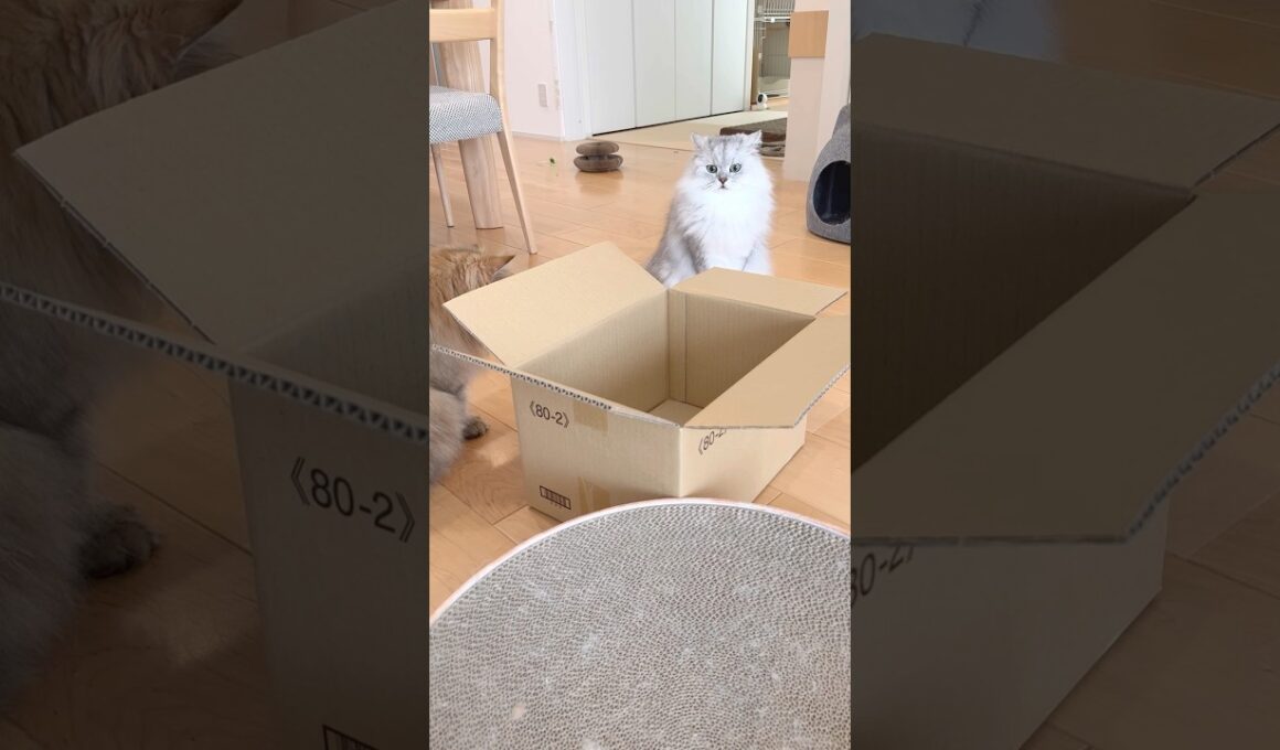 箱を見ると猫は… 【サイベリアン】 #Shorts