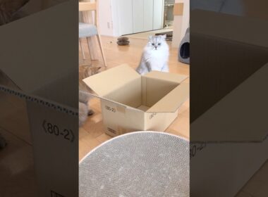 箱を見ると猫は… 【サイベリアン】 #Shorts