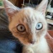 シャムの子ネコ雫、主の膝で、ナデナデしてたら、黒猫くー、ヤキモチを焼いたが、そのまま、雫をナデナデ