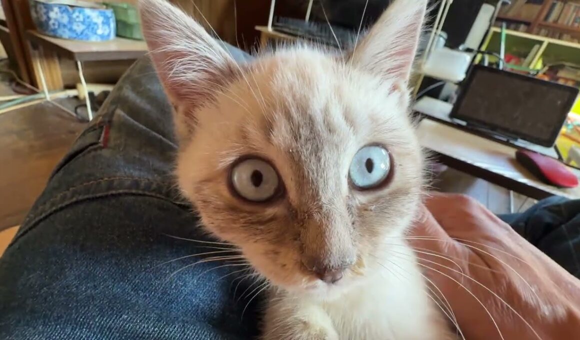 シャムの子ネコ雫、主の膝で、ナデナデしてたら、黒猫くー、ヤキモチを焼いたが、そのまま、雫をナデナデ