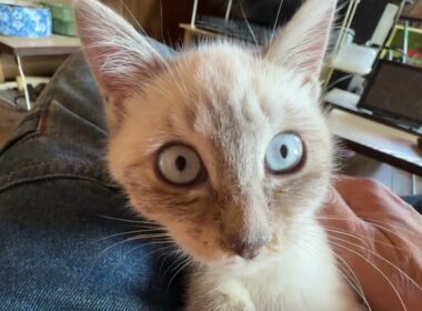 シャムの子ネコ雫、主の膝で、ナデナデしてたら、黒猫くー、ヤキモチを焼いたが、そのまま、雫をナデナデ