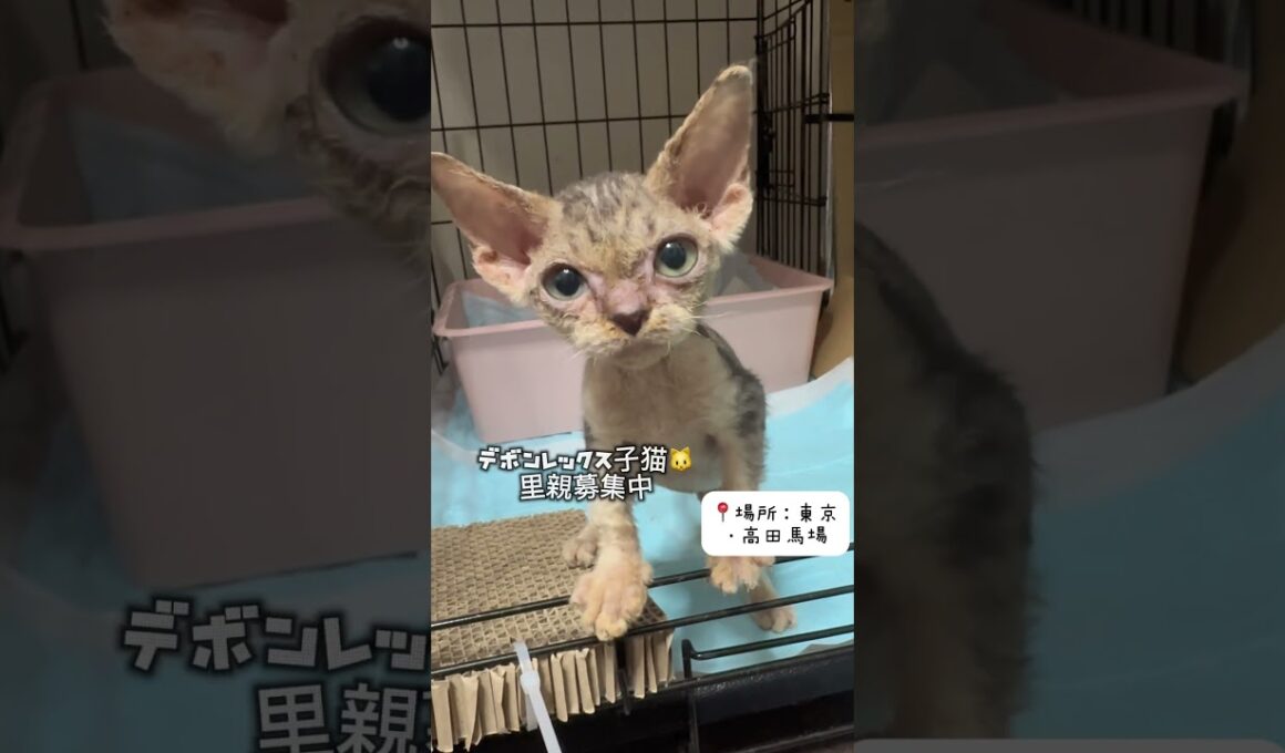 #里親募集中子猫アゴはネコ #子ネコ #デボンレックス