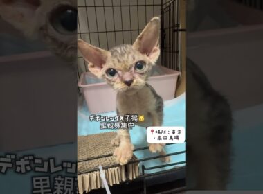 #里親募集中子猫アゴはネコ #子ネコ #デボンレックス