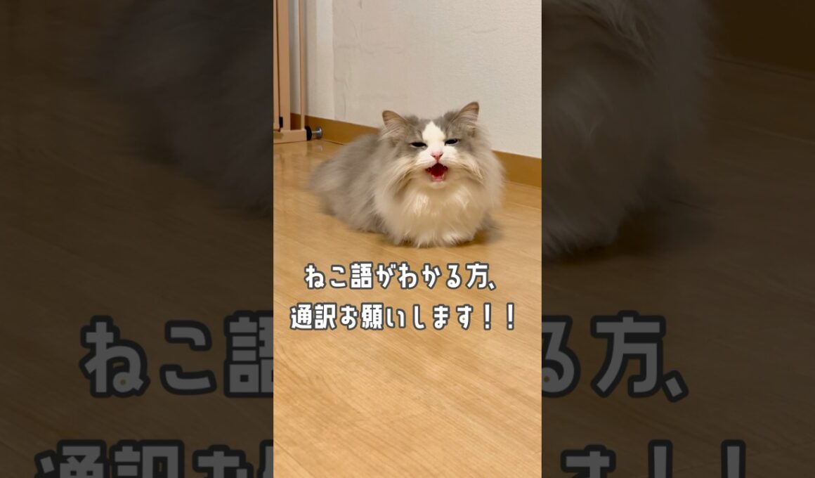 猫語わかるようになりたい！！！#猫の鳴き声 #マンチカン #猫とおしゃべり