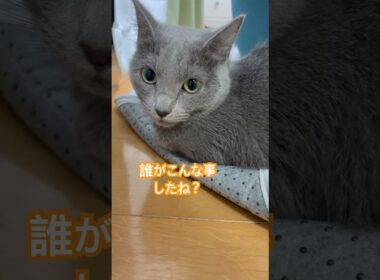 イタズラ❤️ #猫 #ロシアンブルー #shorts