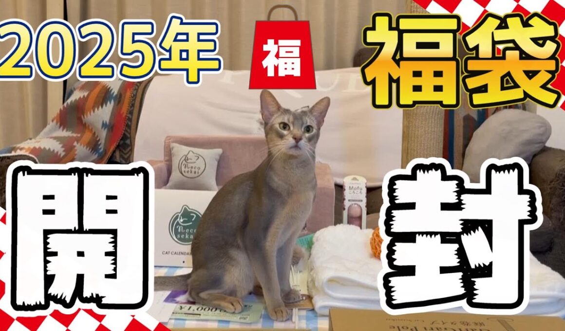 【猫福袋】2025年うちの猫ズと福袋を開封してみたら最高だった♡