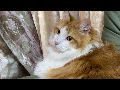 ゴロゴロ猫タイム！【マリー（メインクーン）】