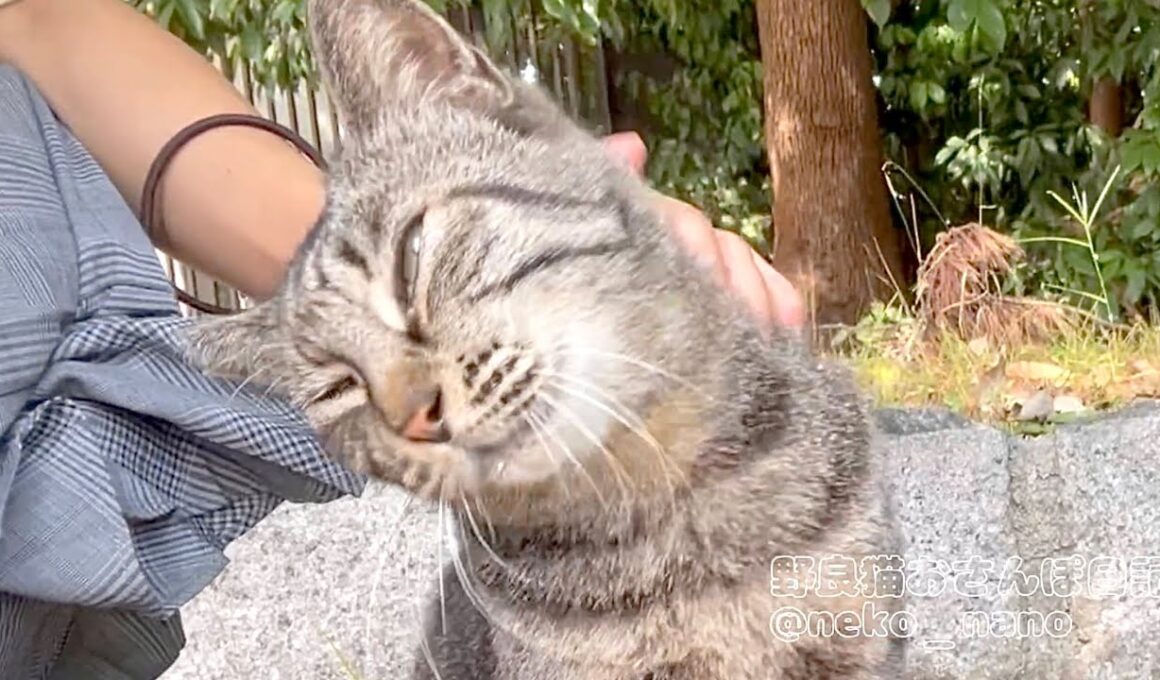 頭を撫でると首を傾げてもっと撫でてアピールするミーちゃん【キジトラ猫】