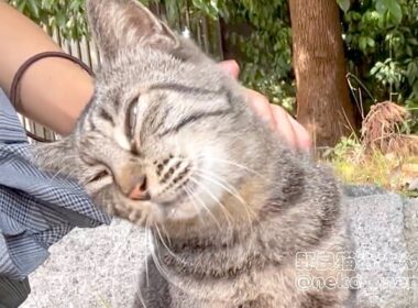 頭を撫でると首を傾げてもっと撫でてアピールするミーちゃん【キジトラ猫】