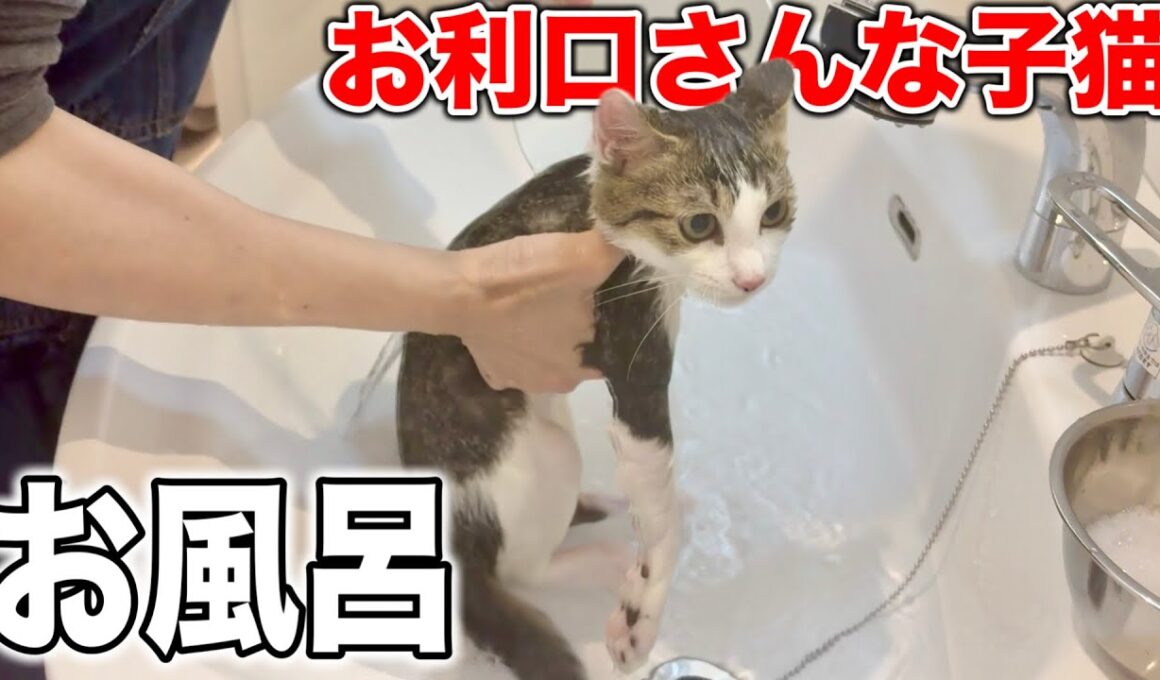 子猫をお風呂に入れたらお利口さんすぎてご褒美のチュールで褒め称える