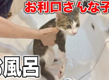 子猫をお風呂に入れたらお利口さんすぎてご褒美のチュールで褒め称える