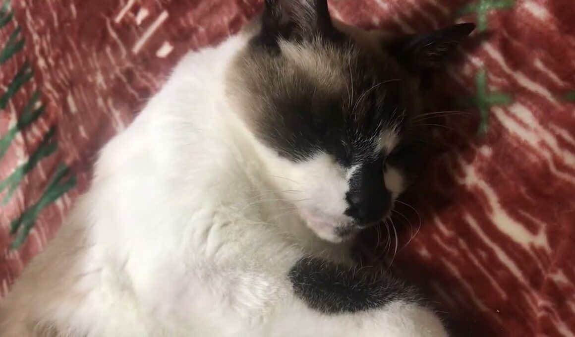 本日のかわいいシャム猫ちゃん