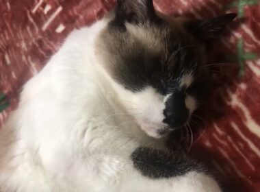 本日のかわいいシャム猫ちゃん