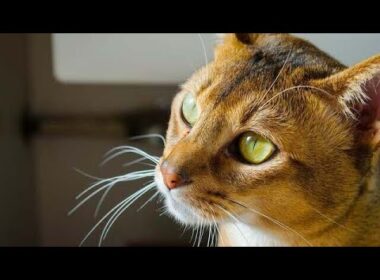 アビシニアンを飼ってはいけない10の衝撃的な理由！🚫🔥