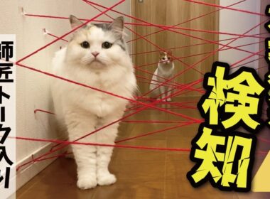 【神回再び】レーザーセキュリティシステムが不審猫を検知しました！！【関西弁でしゃべる猫】【猫アテレコ】